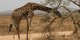 Tanzanie - 2010-09 - 187 - Serenget - Girafe